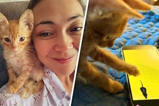 Jodi Sta. Maria gives updates on new pet cat Naia