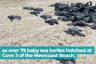 WATCH: 70 sea turtles crawl into the sea in Boracay