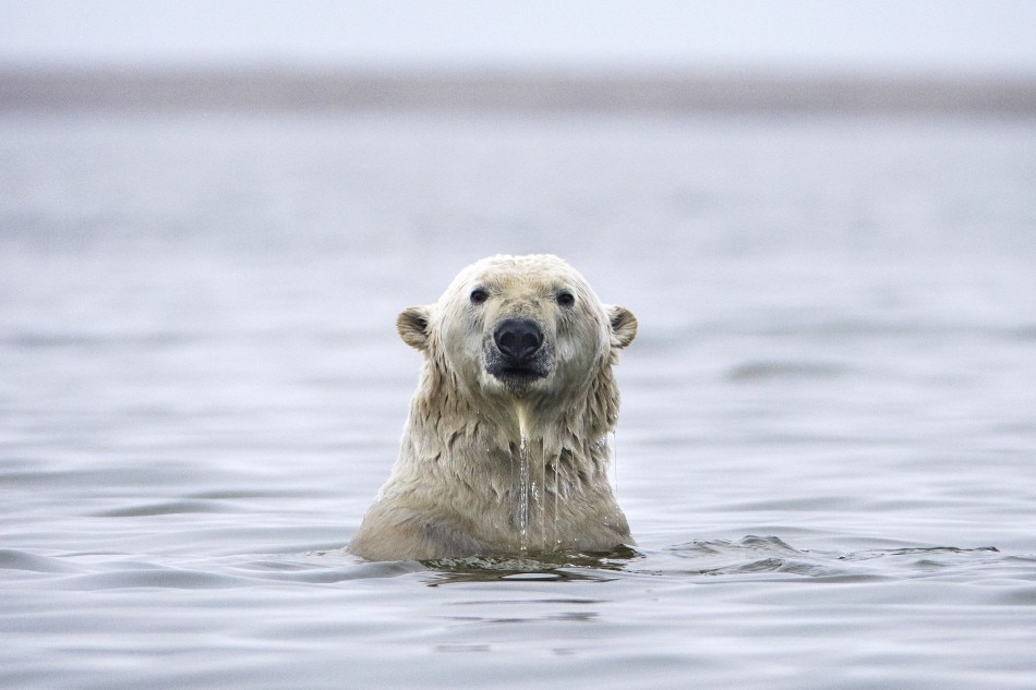 A polar bear swims in the water off a barrier island in the Arctic National Wildlife Refuge just outside the Inupiat village of Kaktovik, Alaska, USA, Sept. 11, 2017. On Oct. 19, the US Senate voted down a Democratic measure to protect the vast refuge, the largest in the United States, from future oil and gas drilling. Jim Lo Scalzo, EPA-EFE/File 