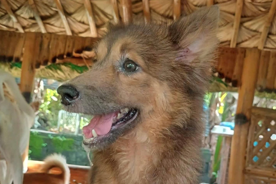 One of the dogs at Anto-Nym and Steve Haven for Strays in Tanay, Rizal. 