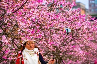 Taiwan cherry blossoms in bloom