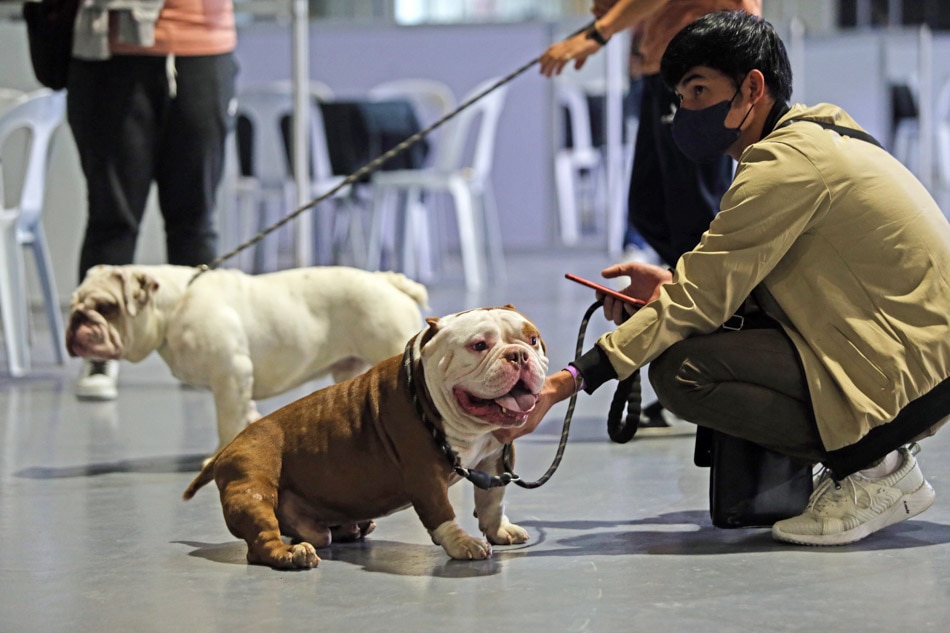 Pinoy dog lovers hold Bully dogs show
