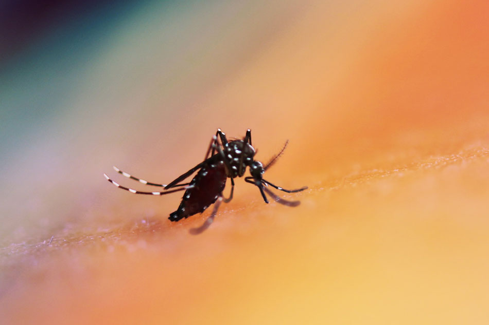  Colorized image of an Aedes mosquito. This species can transmit multiple diseases. Credit: NIAID