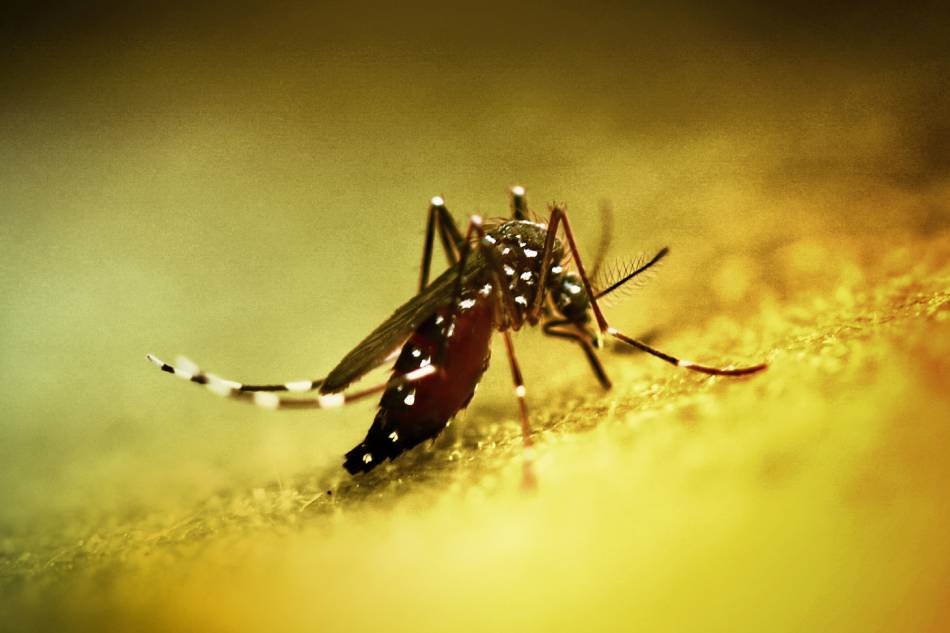 Colorized image of an Aedes mosquito. This species can transmit multiple diseases. Credit: NIAID