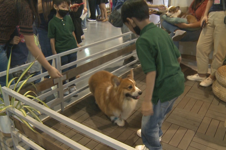 Iba't ibang pets tampok sa unang animal convention sa PH ABSCBN News