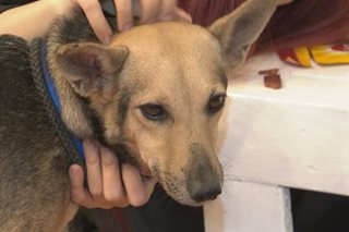 PANOORIN: 'Dating event' kasama ang rescue animals