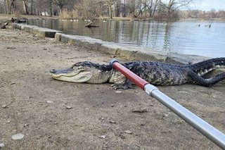 Alligator captured in New York park, likely released by owner