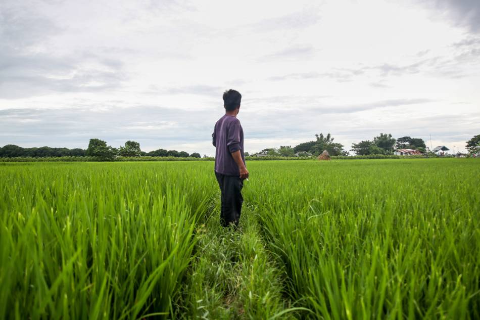 Rice Farmer Rey Rodriguez looks out to the farm in Guimba Nueva Ecija, on September 02, 2019. Jonathan Cellona, ABS-CBN News