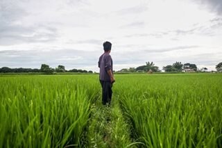 Agri problems not due to imports: economist