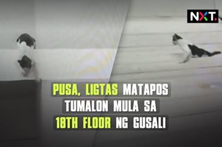 Pusa, ligtas matapos tumalon mula sa 18th floor 