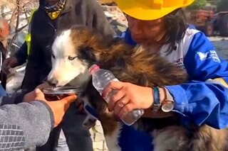 Turkey rescuers save trapped dog 3 weeks after quake