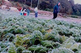 Gulay sa Benguet, nabalot sa yelo 