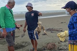 BFAR urges Oriental Mindoro: Keep fishing ban in place