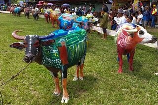 Carabaos parade during festival in Sagay City