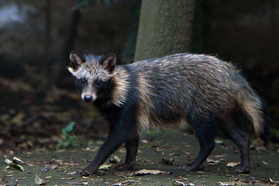 raccoon-dog-data-sparks-new-debate-about-covid-origins-abs-cbn-news