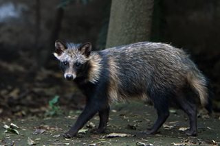 Did COVID-19 come from raccoon dogs?