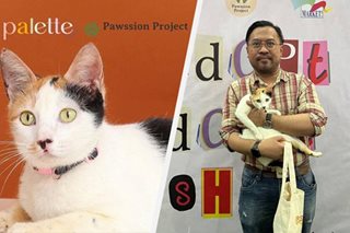 After 6 adoption drives, rescued cat finally finds home