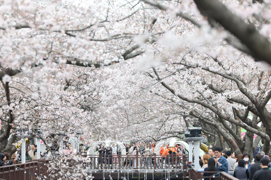 Jinhae Cherry Blossom Festival set for return