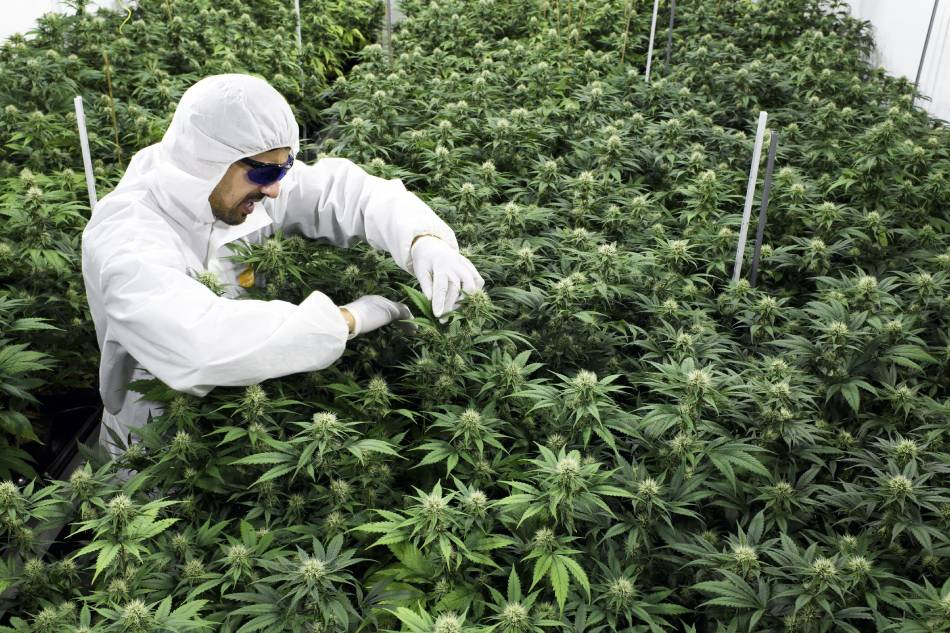 Frederic Couderc, co-founder of SwissGrinder Sarl, controls his legal cannabis production (CBD) in the premises of SwissGrinder Sarl, in Sierre, Switzerland, Sept. 3, 2018. Anthony Anex, EPA-EFE