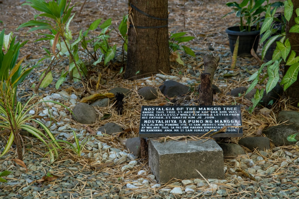 The exact mango tree under which became the favorite spot of Saint Andrew Kim Taegon to study and pray during his stay in barangay Lolomboy in Bocaue, Bulacan did not survive, but the area where it once stood was marked for commemoration. It was there that he wept upon learning the news that his father was beheaded in Korea. Jacqueline Parairo, ABS-CBN News