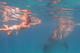 WATCH: John Estrada swims with whale shark in Oslob