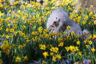 Wild daffodils in bloom in Belgium
