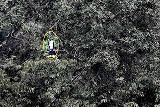 New eaglet of Philippine Eagle pair spotted in Bukidnon