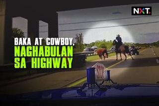 Baka at cowboy, naghabulan sa highway 