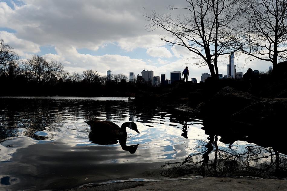 A swan is seen in a pond as a young boy climbs rocks in Central Park in New York, New York, USA, on March 20, 2014. Justin Lane, EPA/File