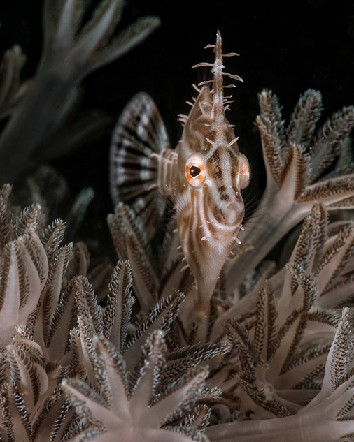 LOOK: Winning photos of 8th Anilao Underwater Shootout 6