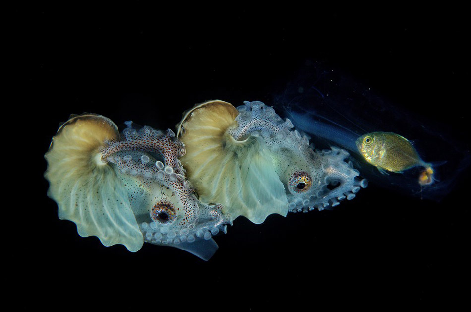 LOOK: Winning photos of 8th Anilao Underwater Shootout 8