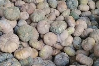 Gov't seeks to quash squash oversupply