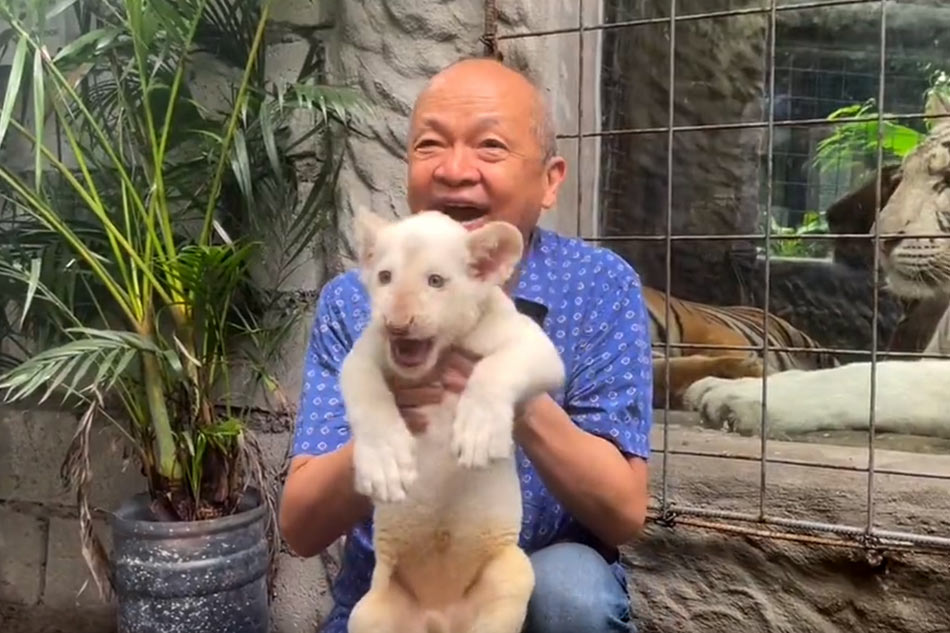 Search is over: Malabon Zoo picks name for rare pure white lion cub ...