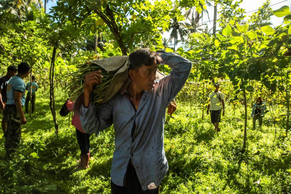 Farmers harvest their crops near the 6-kilometerdanger zone in Daraga, Albay, following the early morning window hours set by authorities on June 19, 2023. Jonathan Cellona, ABS-CBN News/file