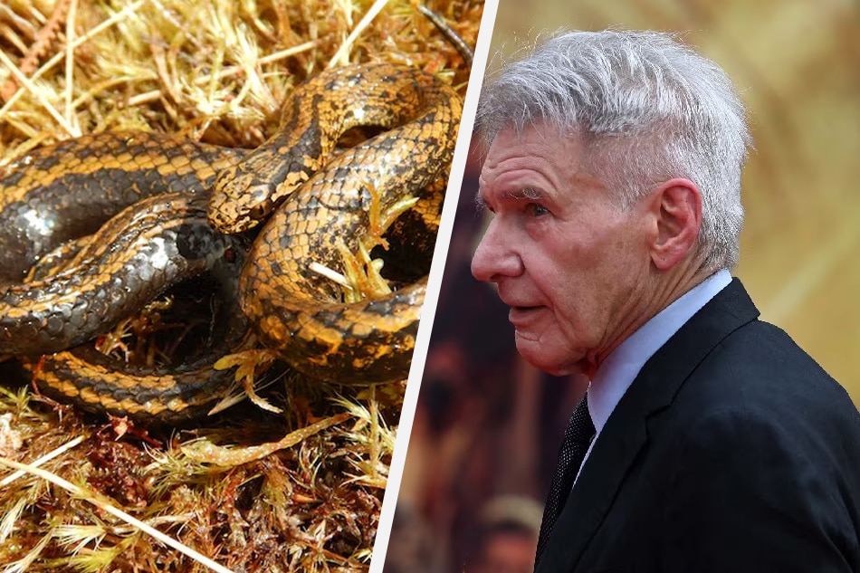 New species of snake in Peru named after Harrison Ford | ABS-CBN News