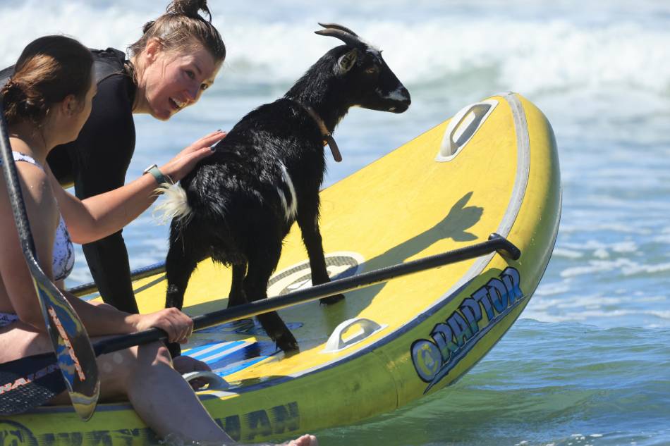 Nagsurfing si Elizabeth French, 25, at Rebekah Abern, 41, kasama ang kambing na si Chupacabrah sa Pismo Beach, California, nitong Agosto 29, 2023. Kuha ng Agence France-Presse