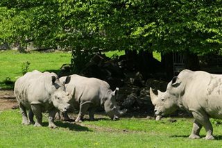 Rhino kills keeper, injures another in Austria zoo
