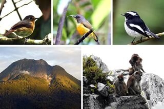 Thriving wildlife observed as Mt. Apo reopens after 3-month off-season