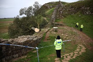Teen bailed in UK after 'Robin Hood tree' cut down