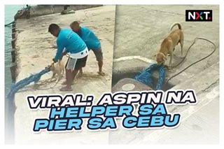 Viral: Aspin na helper sa pier sa Cebu 