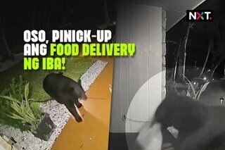 Oso, pinick-up ang food delivery ng iba!