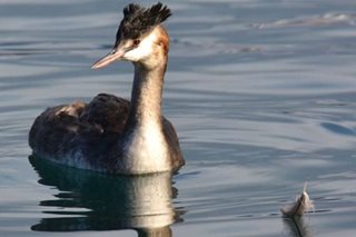 'Weird puking bird' tops New Zealand's avian beauty contest