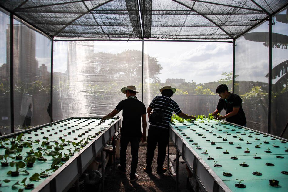 Showcasing hydroponics crops