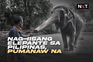Nag-iisang elepante sa Pilipinas, pumanaw na 