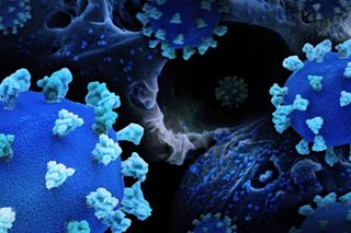 DOH allays fears about COVID variant XBB.1.5