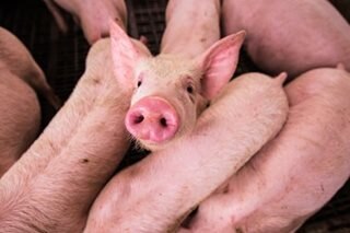 Bionic penis: Synthetic tissue restores erections in pigs