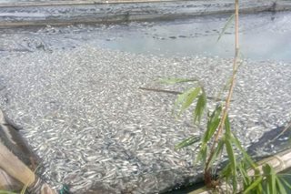 BFAR seeks fish cages regulation in Lake Sebu after fish kill