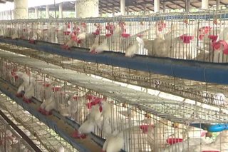 Ilang poultry farm sa Batangas tigil-operasyon
