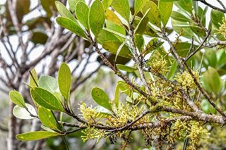 New 'critically endangered' tree species discovered in Palawan