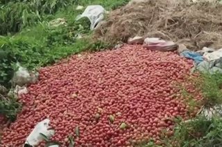 Tambak ng nabubulok na kamatis, natagpuan sa Nueva Vizcaya
